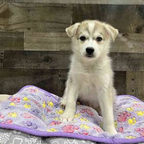 American Eskimo-Siberian Husky