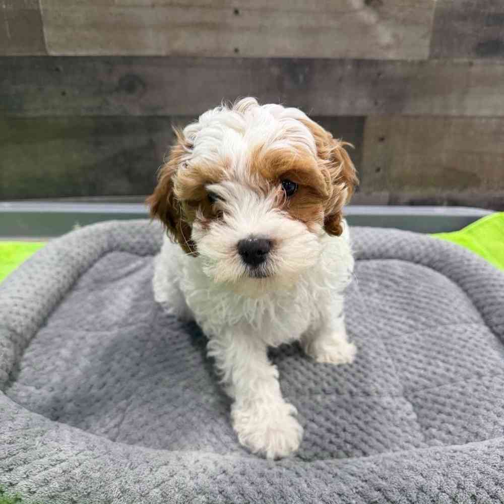 carousel pet images