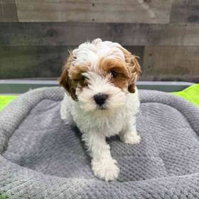 Cavapoo