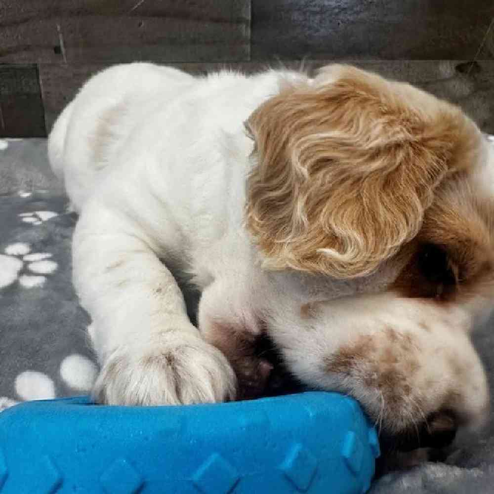 pet breed image