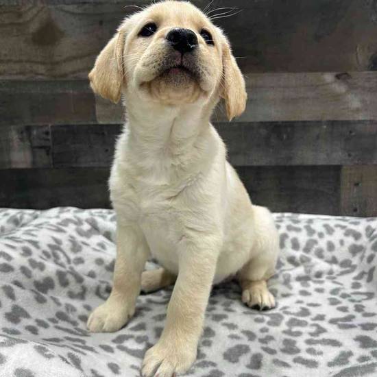 Hank