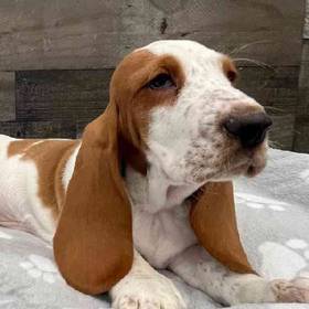 Basset Hound