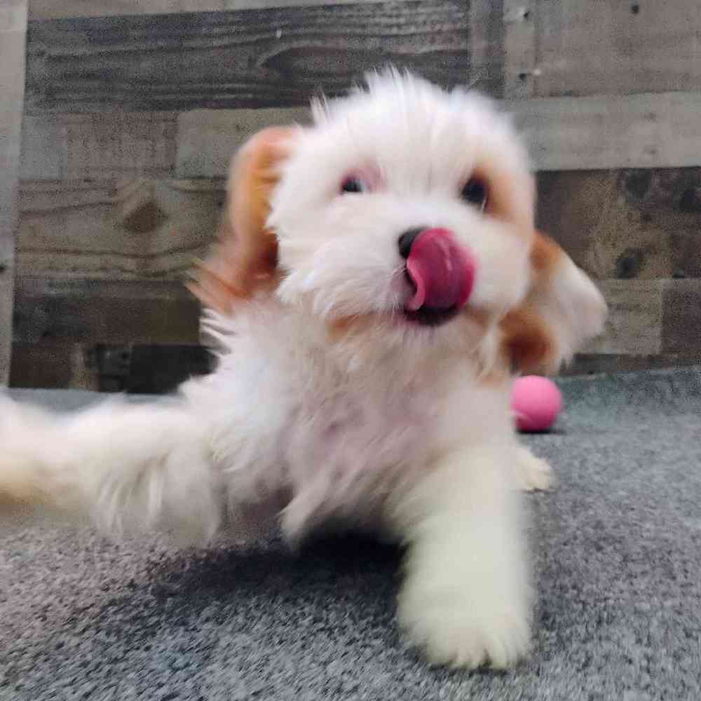 Male Cavapoo Puppy for Sale in Troy, MI
