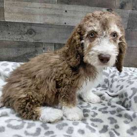 Bernedoodle