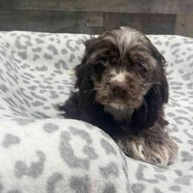 Cocker Spaniel