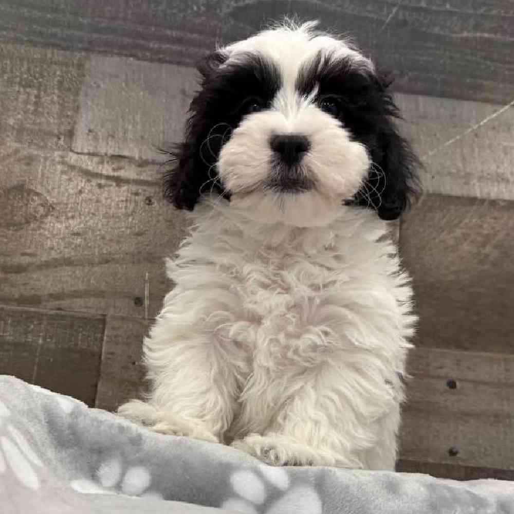Male Shih Tzu-Bichon Puppy for Sale in Troy, MI
