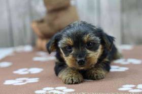 Yorkie