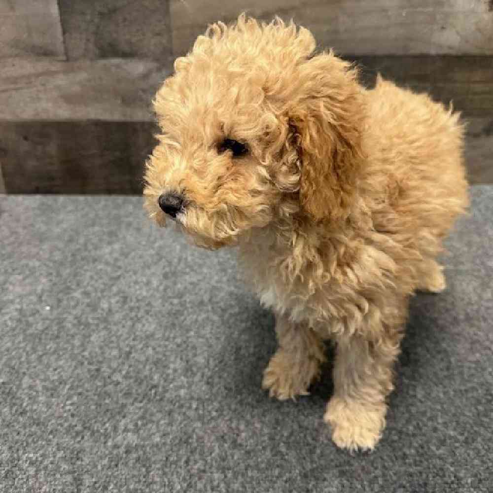 Image of a pet breed in the gallery