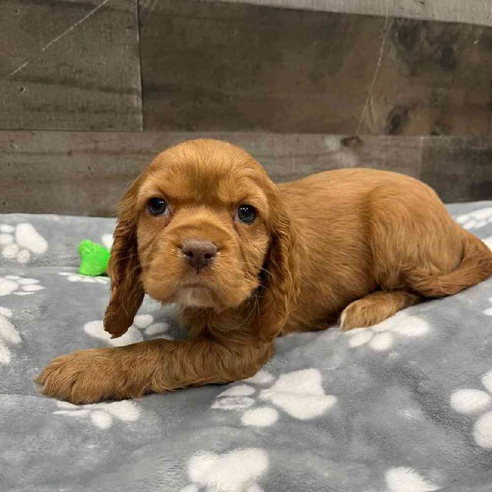 pet breed image