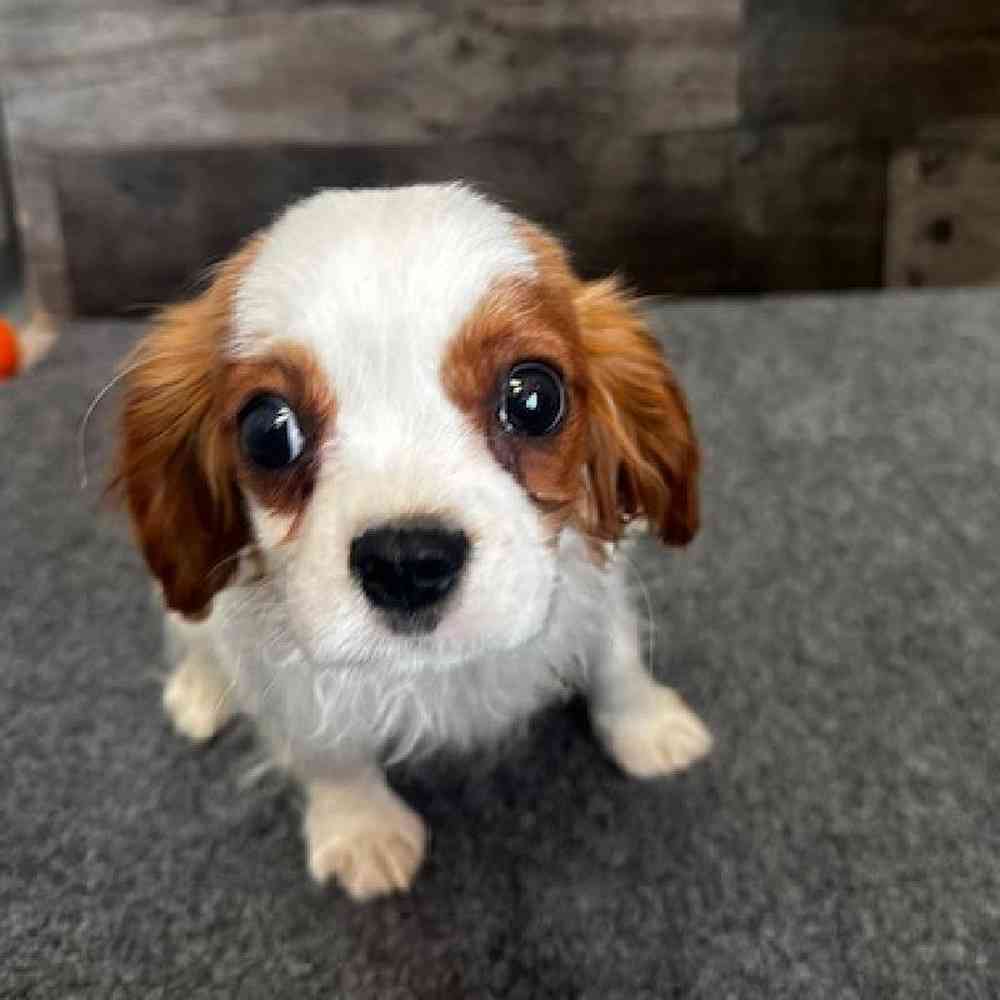 Male Cavalier King Charles Spaniel Puppy for Sale in Troy, MI