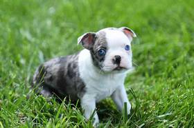 Boston Terrier