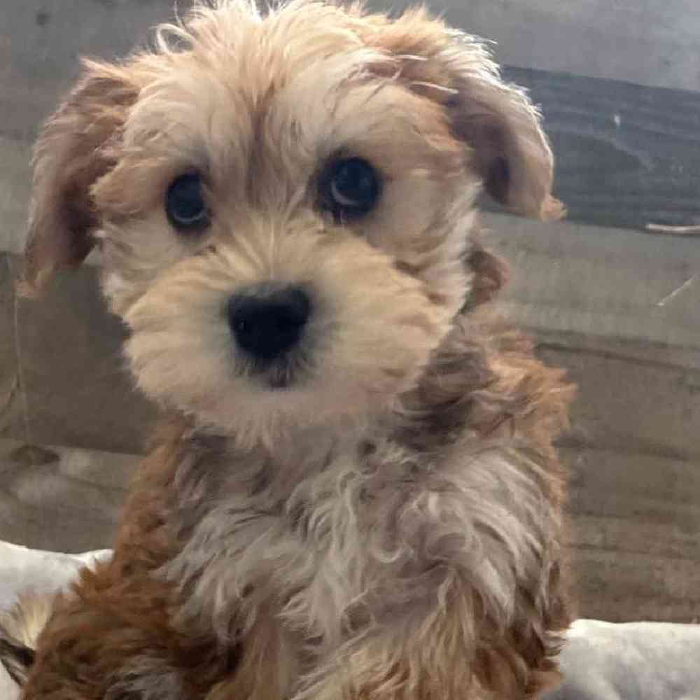 Female Yochon Puppy for Sale in Troy, MI