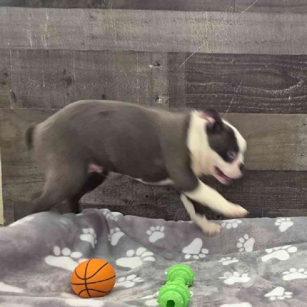 Male Boston Terrier Puppy for Sale in Troy, MI