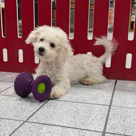Bichon Frise
