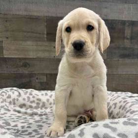 Labrador Retriever
