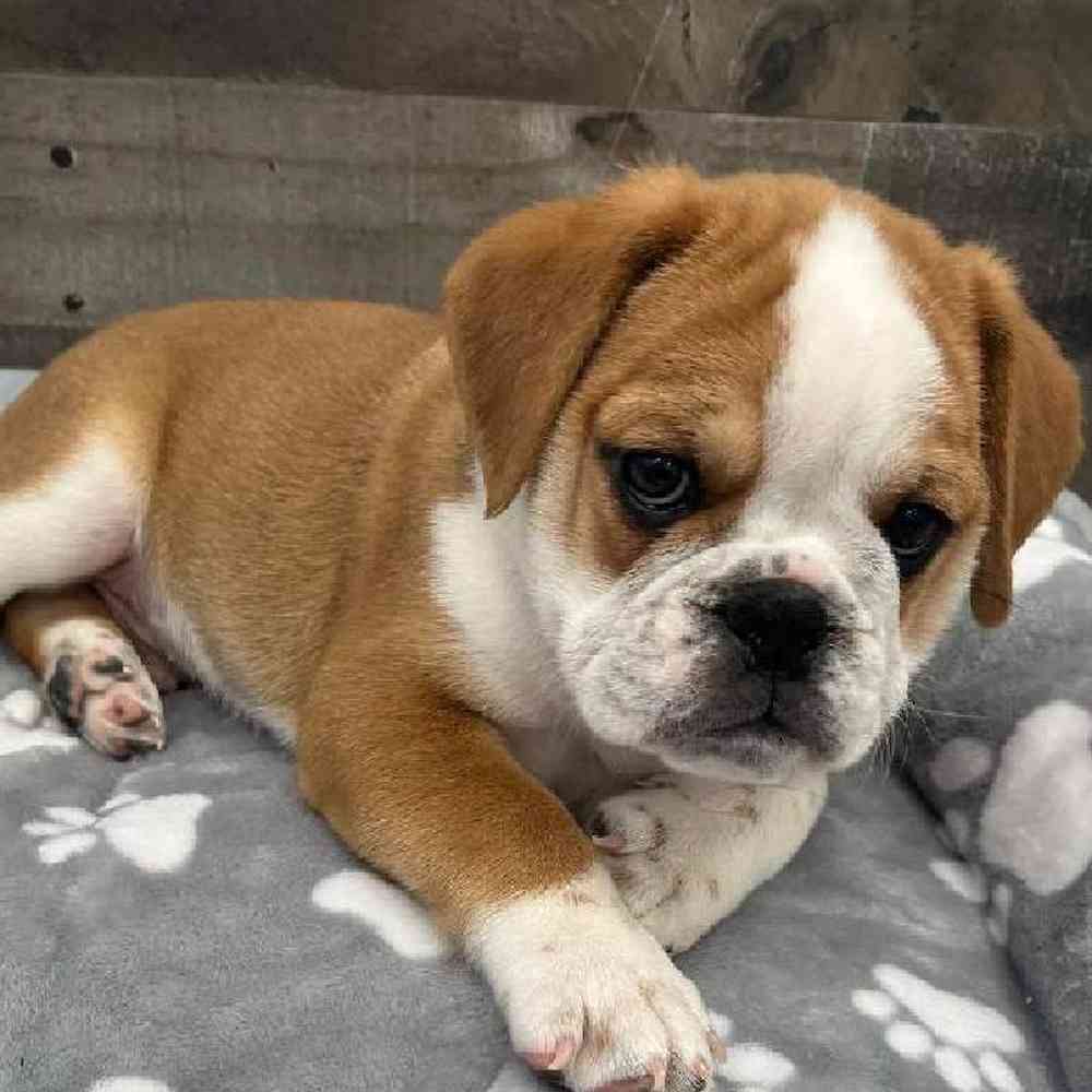 Male Mini Bullies Puppy for Sale in Troy, MI