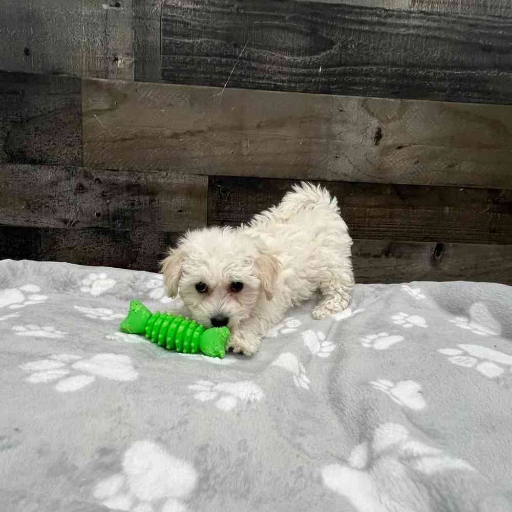 Female Bichon Frise Puppy for Sale in Troy, MI