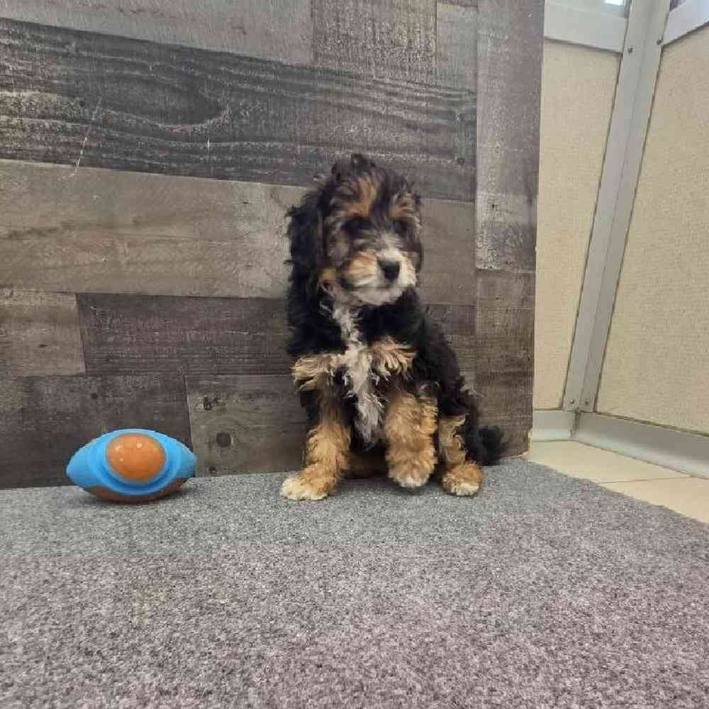 Female Mini Aussiedoodle Puppy for Sale in Troy, MI