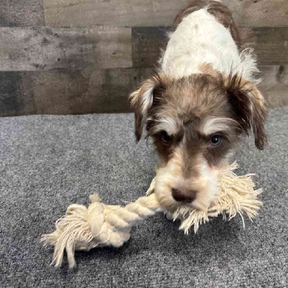 Male Mini Schnauzer Puppy for Sale in Troy, MI