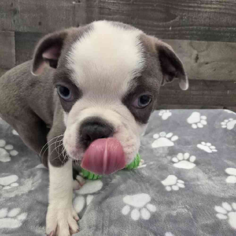 Male Boston Terrier Puppy for Sale in Troy, MI