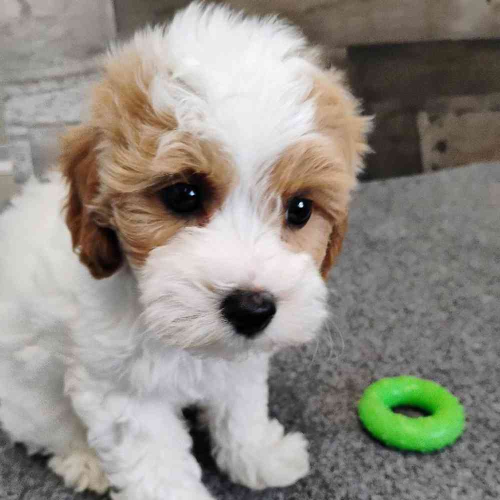 Male Shihpoo Puppy for Sale in Troy, MI