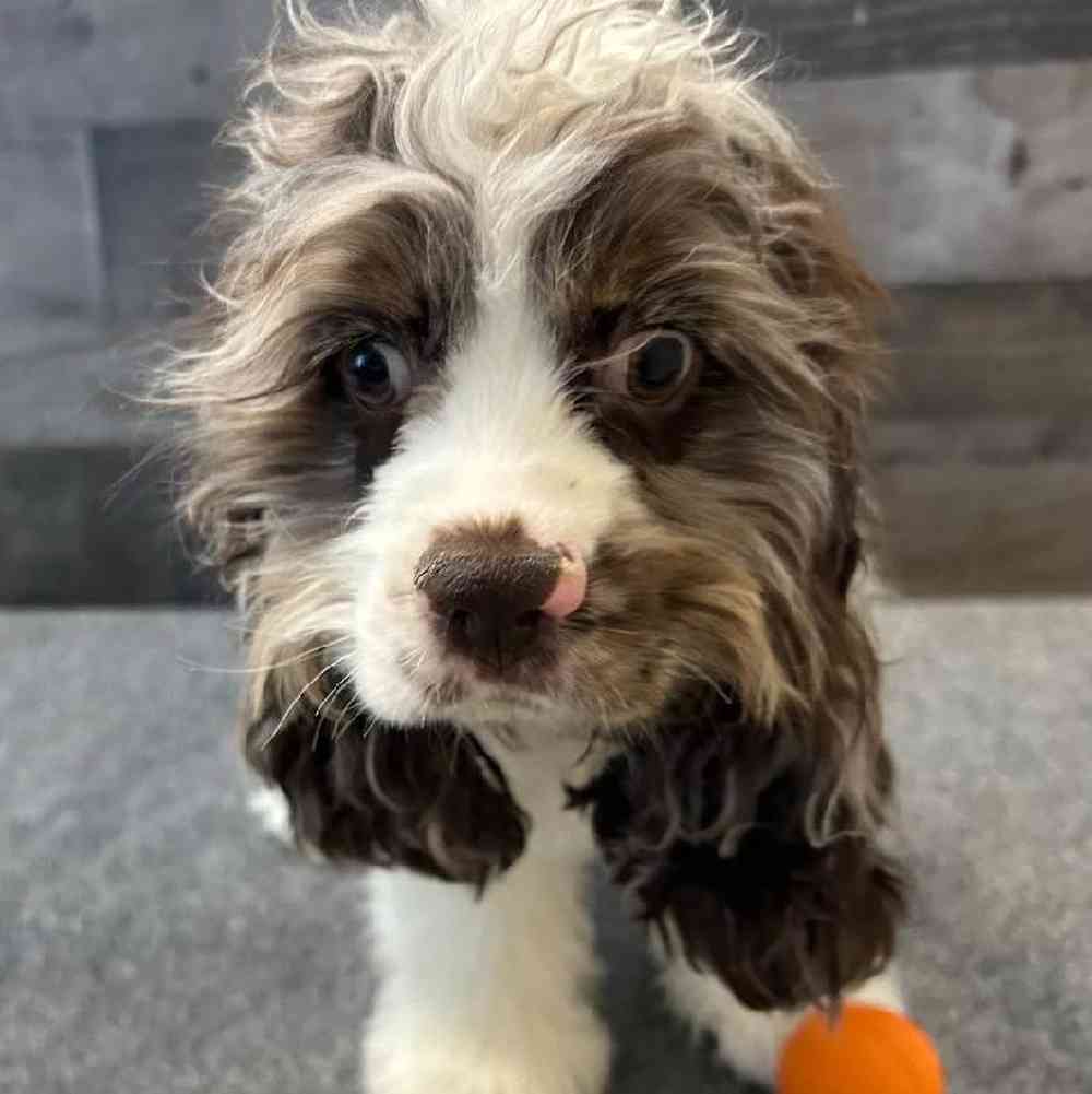 Male Cocker Spaniel Puppy for Sale in Troy, MI