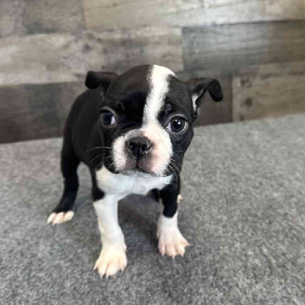 Female Boston Terrier Puppy for Sale in Troy, MI