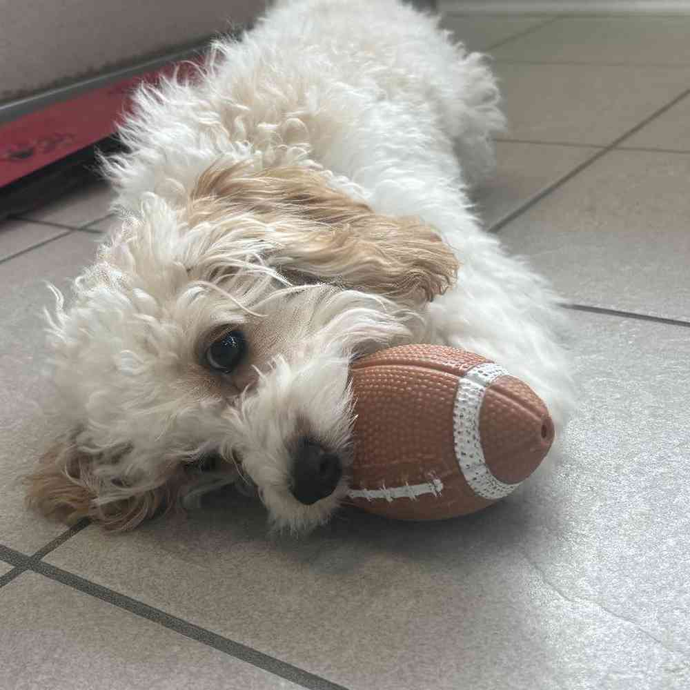 Male Cavapoo Puppy for Sale in Troy, MI