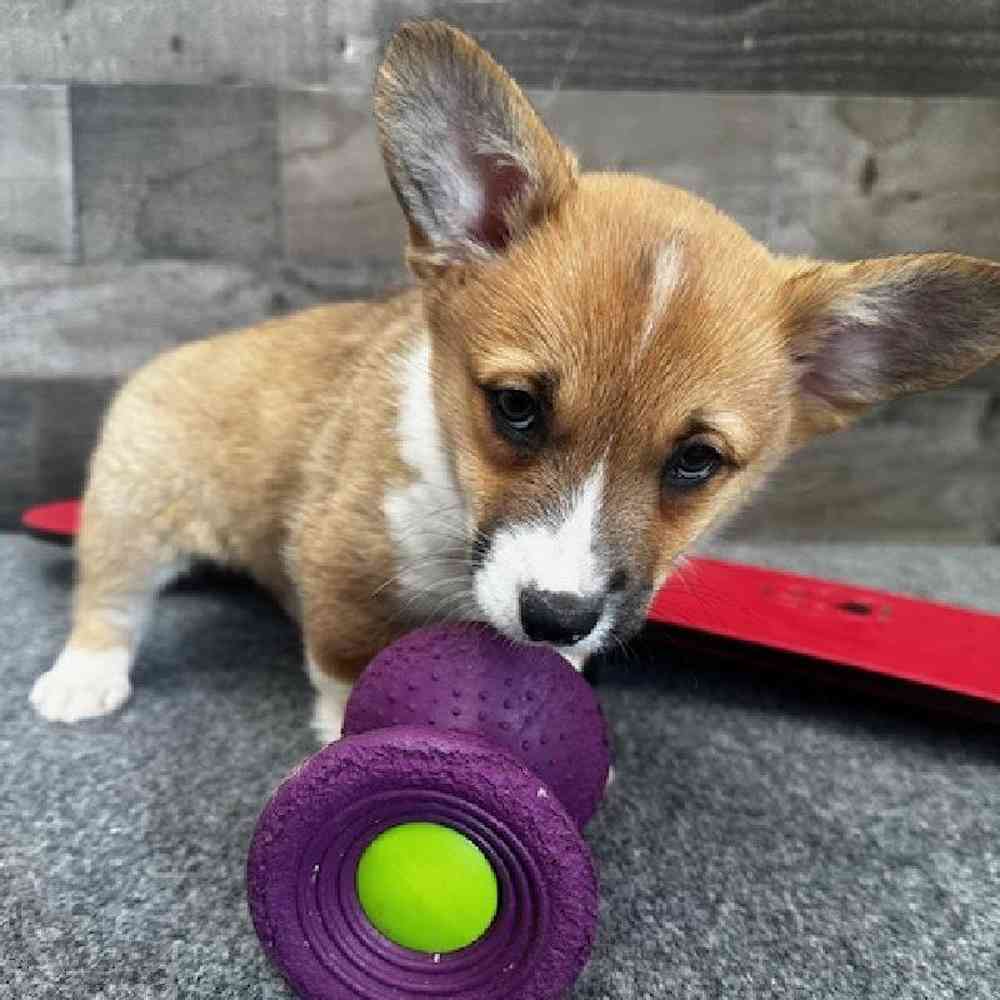 Male Pembroke Welsh Corgi Puppy for Sale in Troy, MI