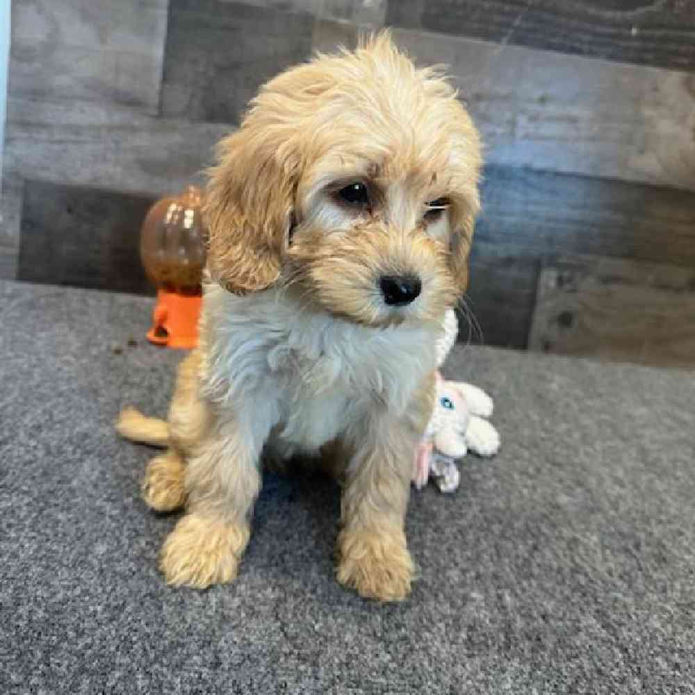Female Mini Goldendoodle Puppy for Sale in Troy, MI