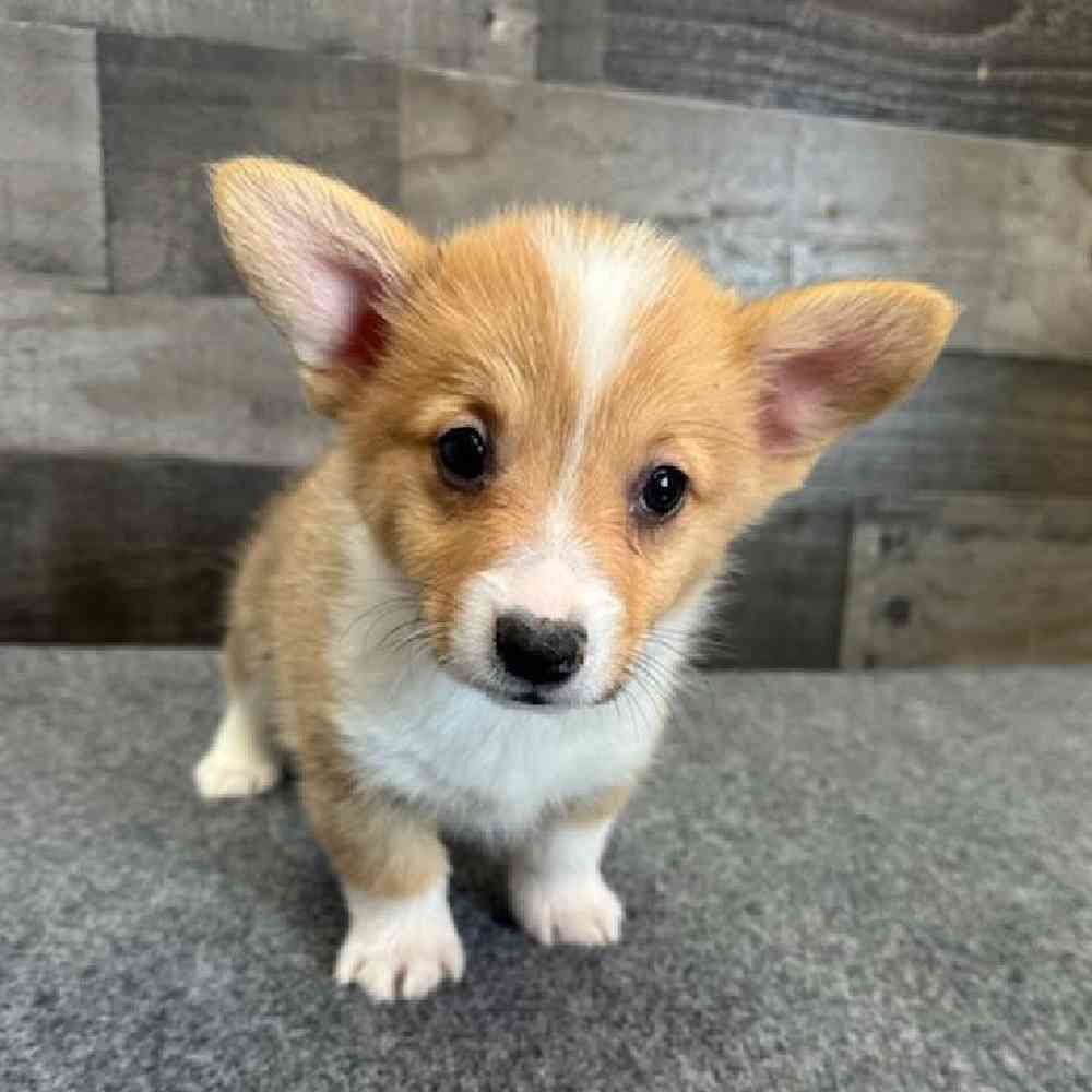Female Pembroke Welsh Corgi Puppy for Sale in Troy, MI
