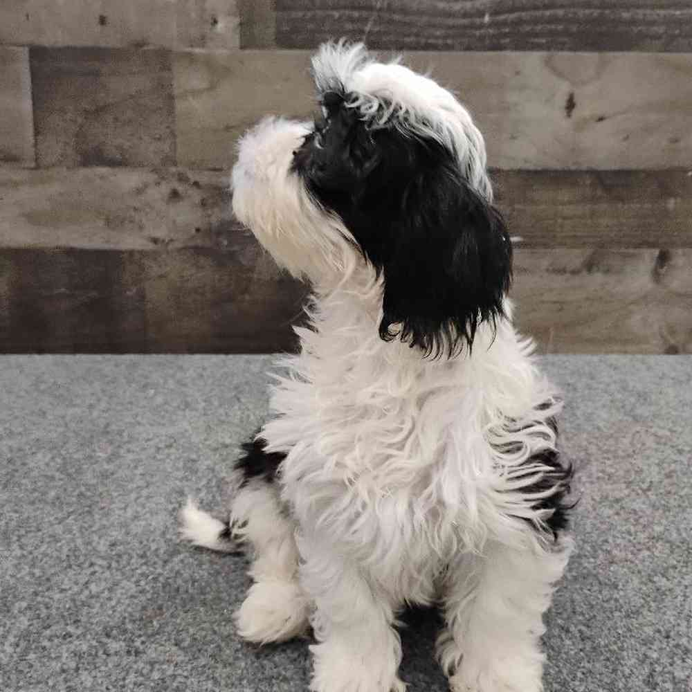 Female Shih Tzu Puppy for Sale in Troy, MI