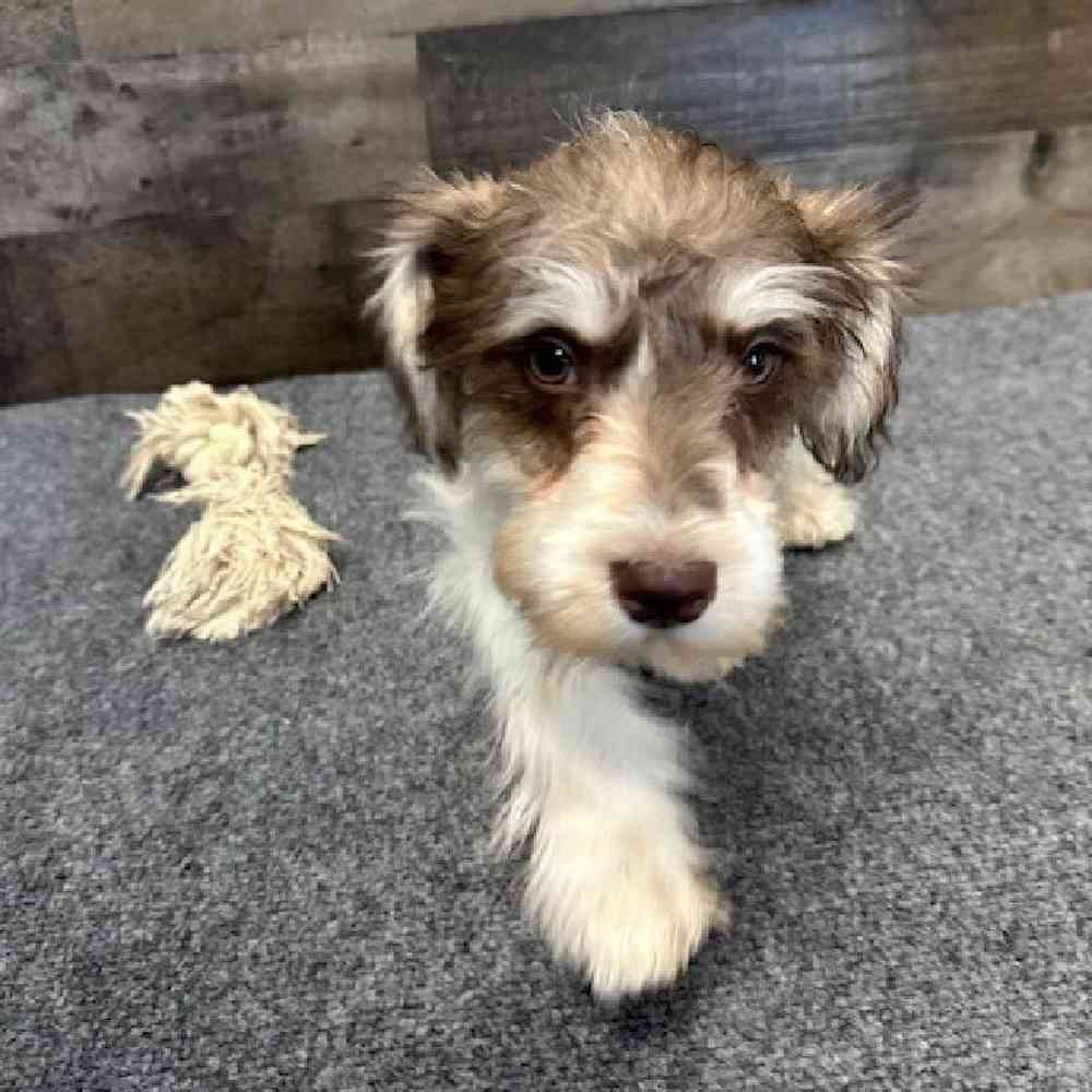 Male Mini Schnauzer Puppy for Sale in Troy, MI