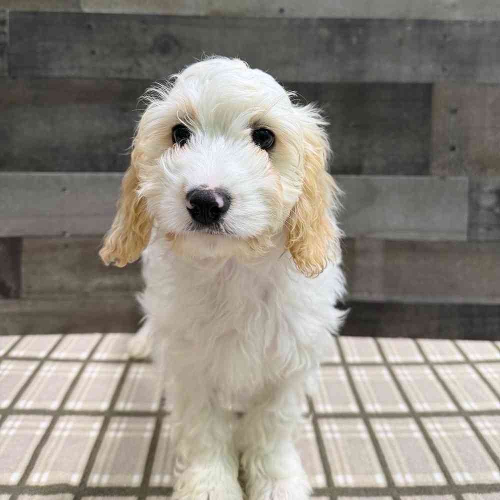 Image of a pet breed in the gallery