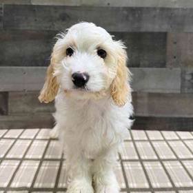 Cavachon