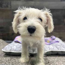 Mini Schnauzer