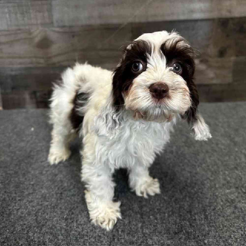 Image of a pet breed in the gallery