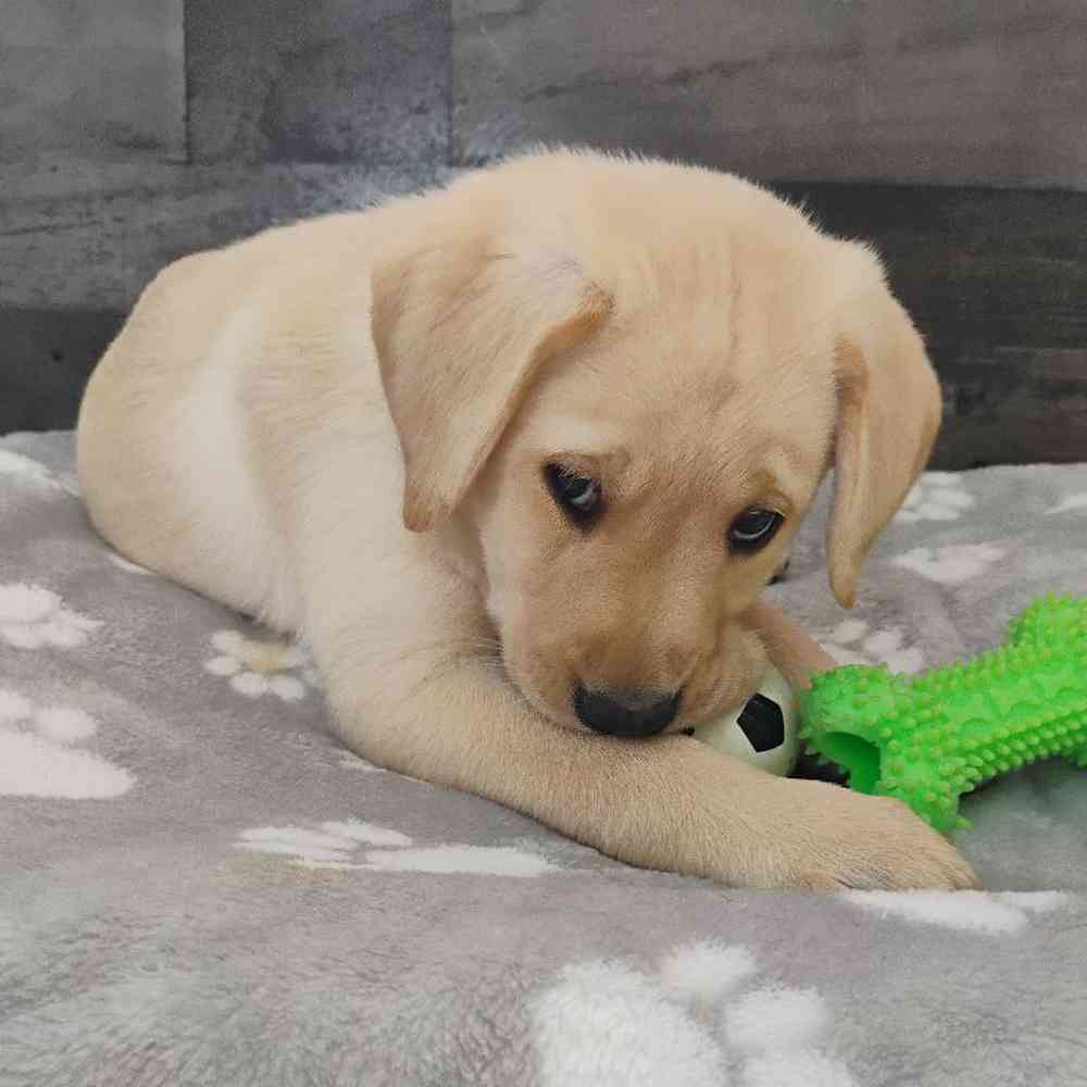 Image of a pet breed in the gallery
