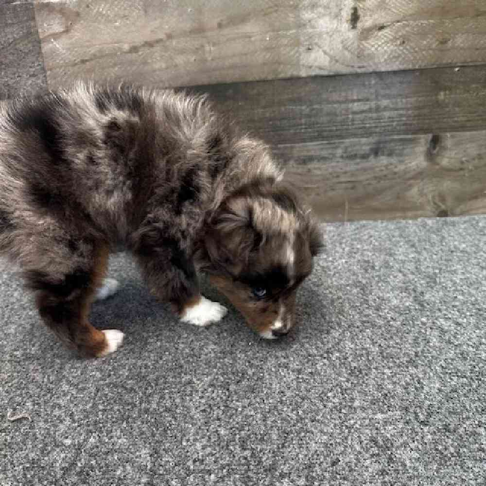Female Mini Aussie Puppy for Sale in Troy, MI