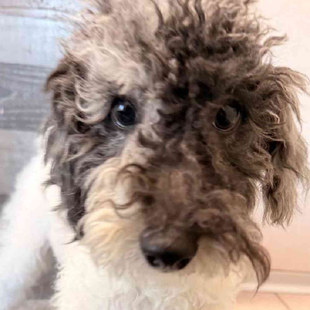 Male Aussiedoodle Puppy for Sale in Troy, MI
