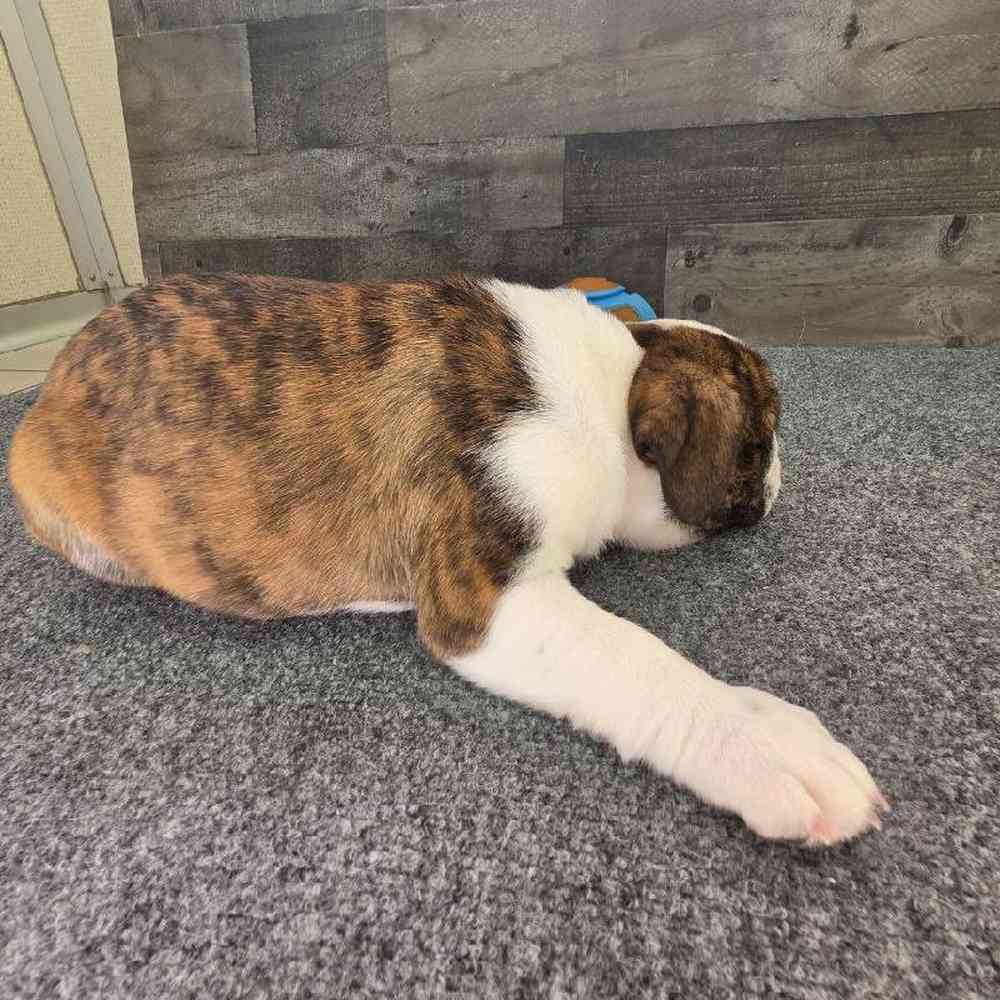 Female Bulldoggle Puppy for Sale in Troy, MI