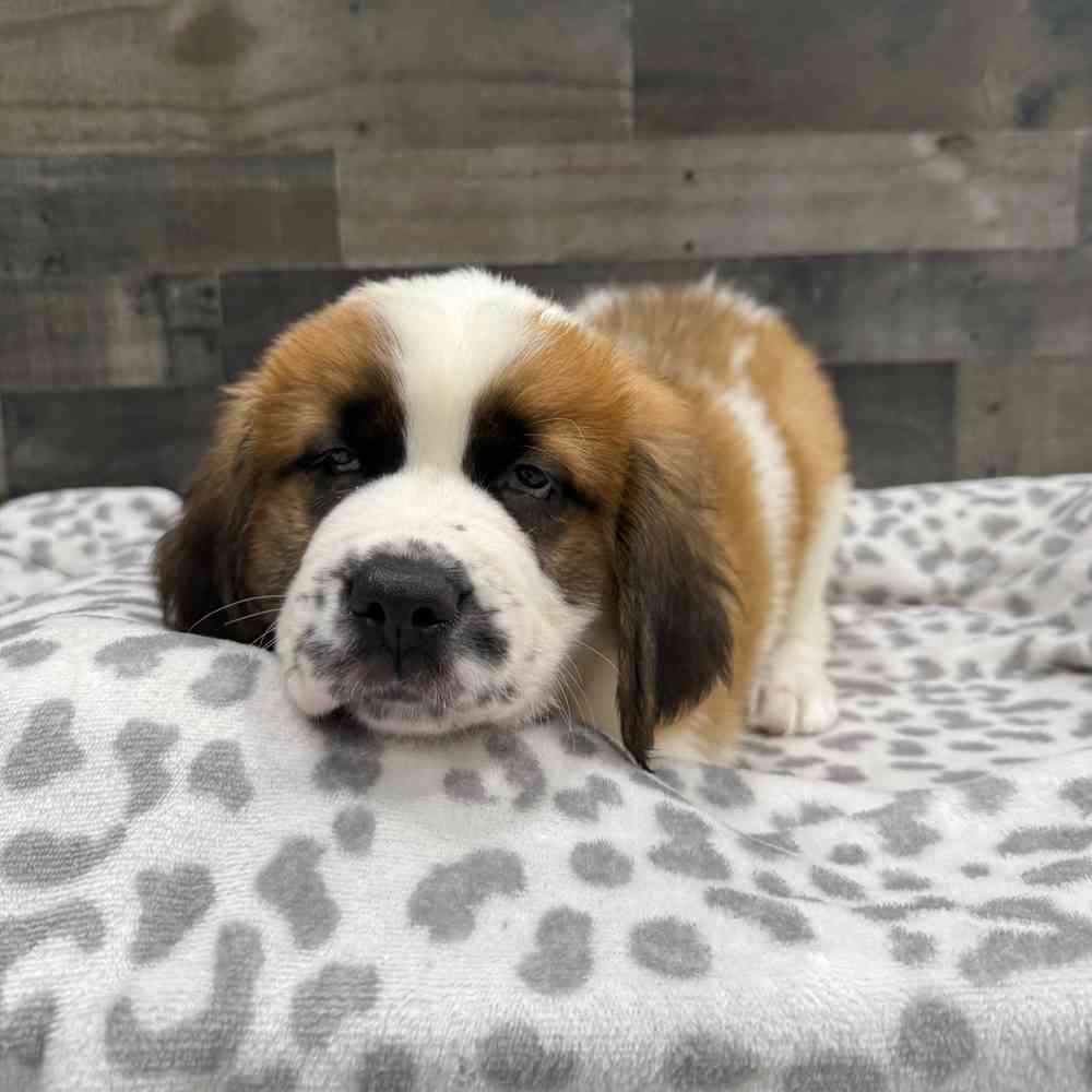 pet breed image