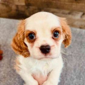 Cavalier King Charles Spaniel