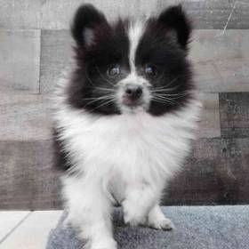 Pomeranian