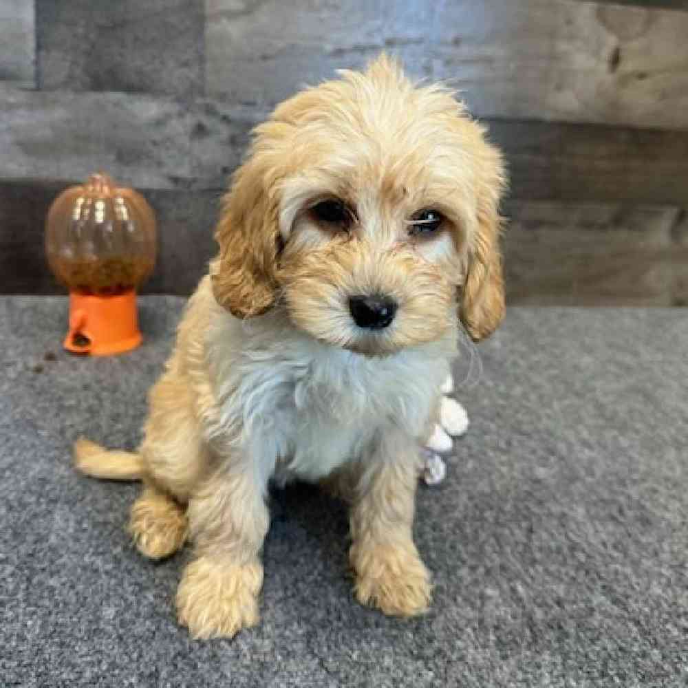 Female Mini Goldendoodle Puppy for Sale in Troy, MI