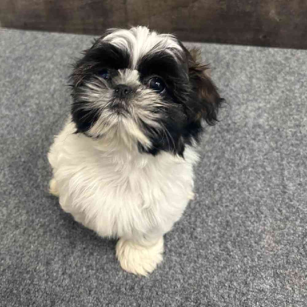 Male Shih Tzu Puppy for Sale in Troy, MI