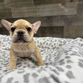 French Bulldog