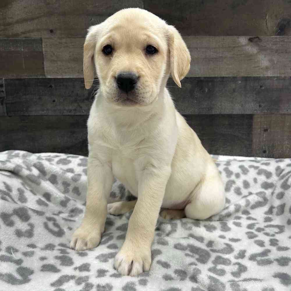 Image of a pet breed in the gallery