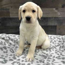 Labrador Retriever