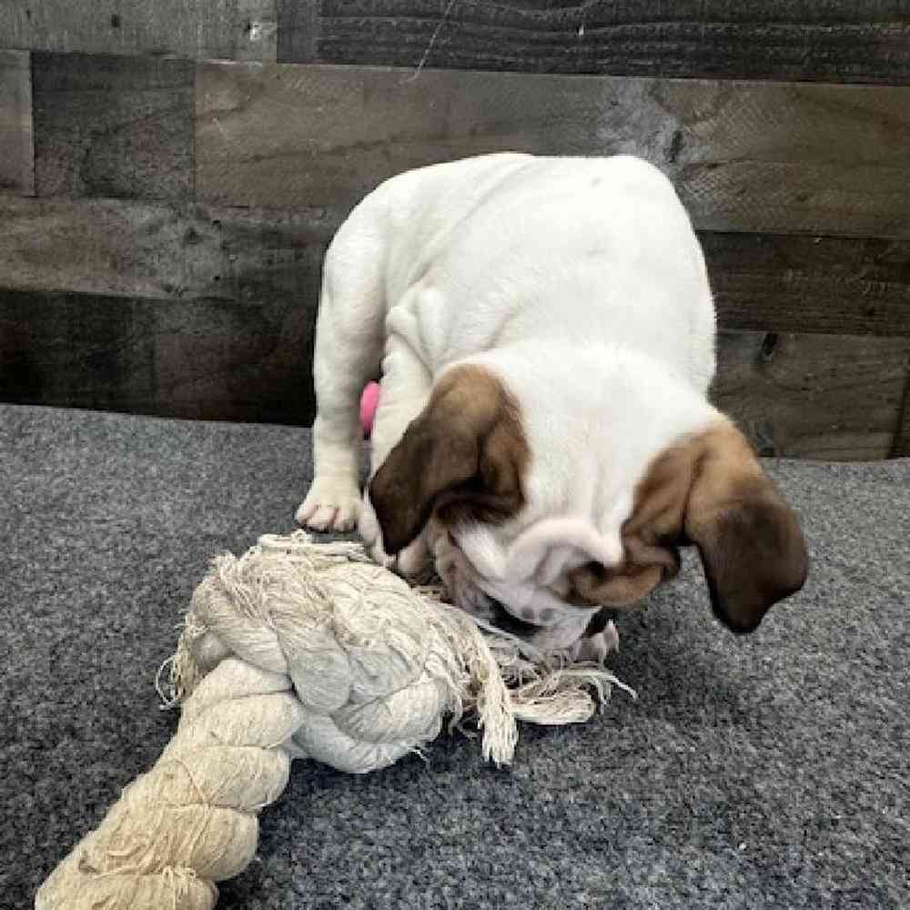 Male Bulldoggle Puppy for Sale in Troy, MI